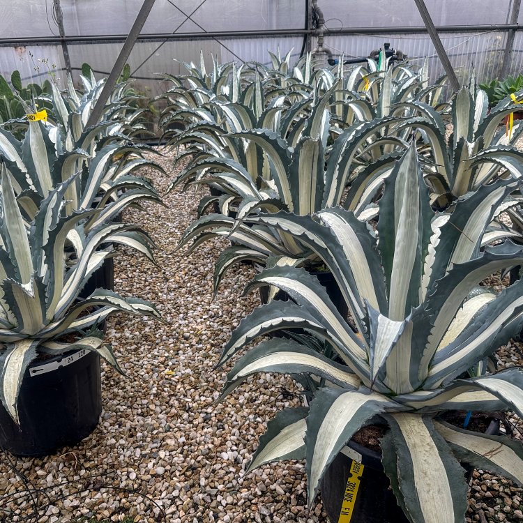 Agáva americká (Agave americana) ´MEDIOPICTA ALBA´ - Ø 30-40 cm, kont. C10L (-6°C)